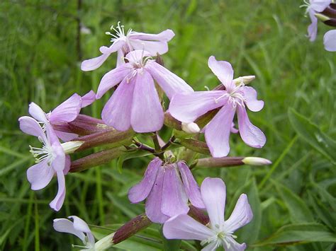 Saponaria officinalis .